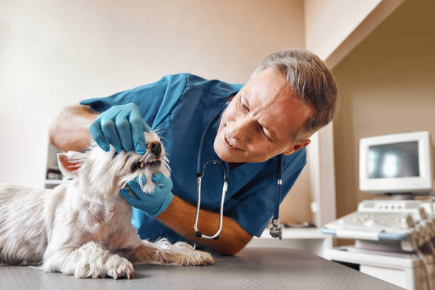  Westhaven Moonstone, CA Emergency Dentist Pros
